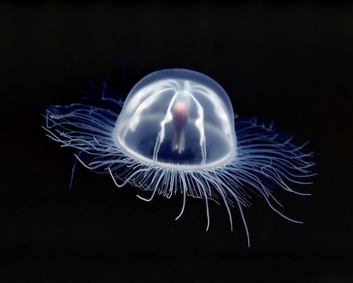 Desktop Wallpaper  Animals  Box Jellyfish underwater Images