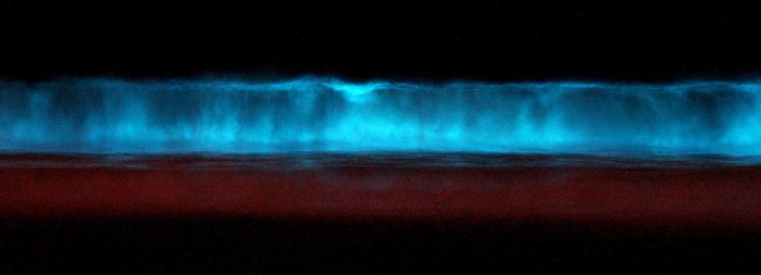 Dinoflagellate_bioluminescence_2 Magnificent and Breathtaking Blue Waves that Glow at Night