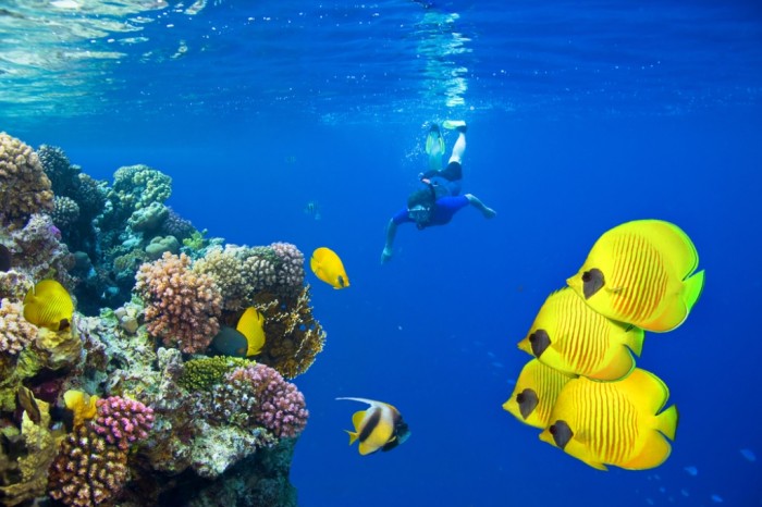 Female-Scuba-Diver-and-School-of-Tropical-Fish-on-Red-Sea-coral-reef