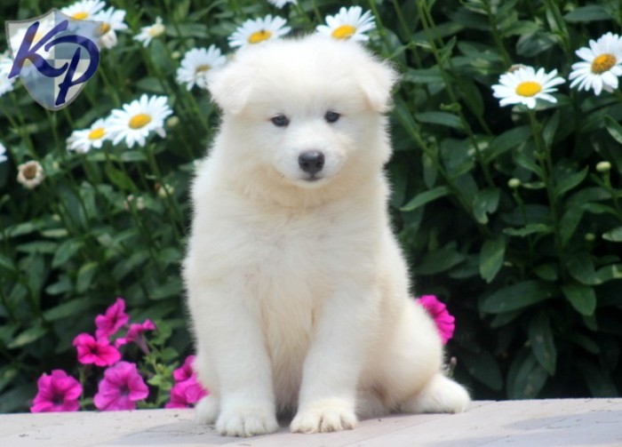 Franklin-Samoyed Samoyed Is a Fluffy, Gorgeous and Perfect Companion Dog