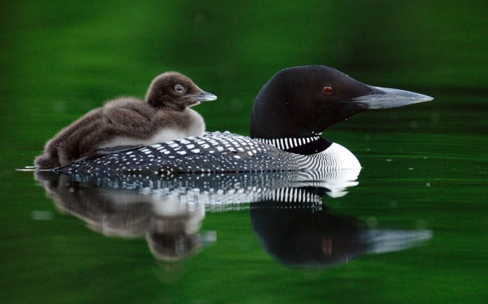 Easy to Follow Tricks & Secrets for Taking Better Digital Photographs 14 Funny Animal (03)