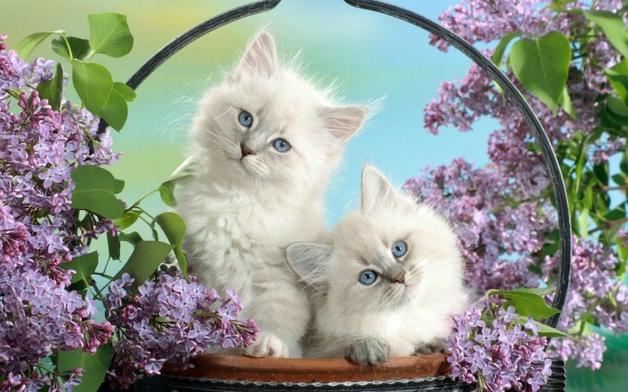 Easy to Follow Tricks & Secrets for Taking Better Digital Photographs 28 Funny Animal (20)