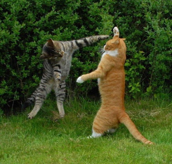 Easy to Follow Tricks & Secrets for Taking Better Digital Photographs 15 Funny-Animals-domestic-animals-7420040-804-787