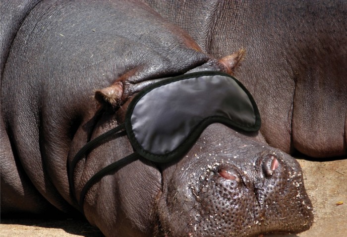 Funny animals ads - al ain desert wildlife park (sleeping hippo