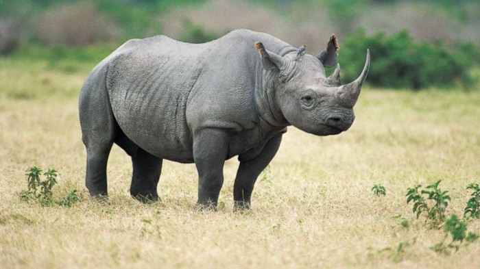 GTY_black_rhino_lpl_131027_16x9_992 The Western Black Rhinoceros Declared Extinct Because of Heavy Poaching