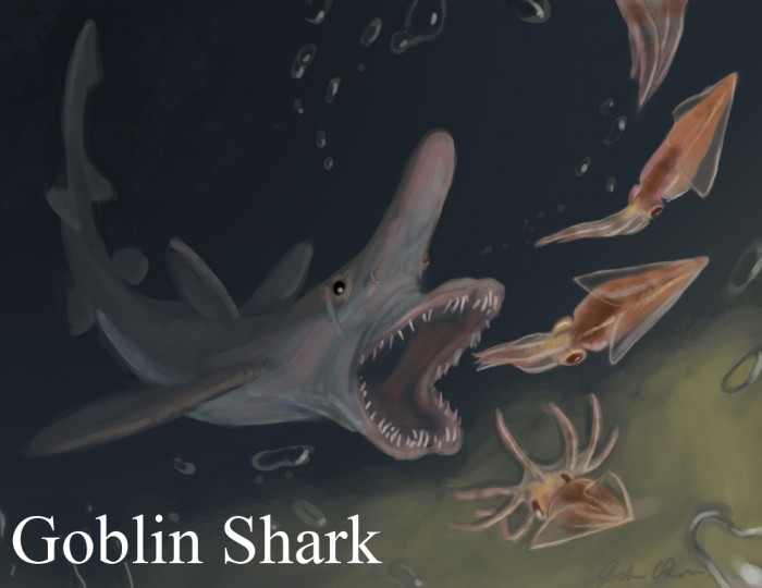 Have You Ever Seen Such a Scary & Goblin Shark with Two Faces? – Pouted