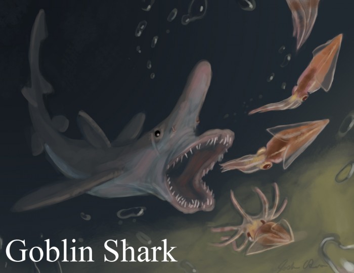 Goblin-Shark Have You Ever Seen Such a Scary & Goblin Shark with Two Faces?