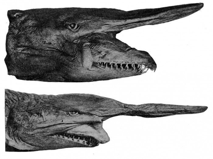 Goblin-shark-jaws Have You Ever Seen Such a Scary & Goblin Shark with Two Faces?