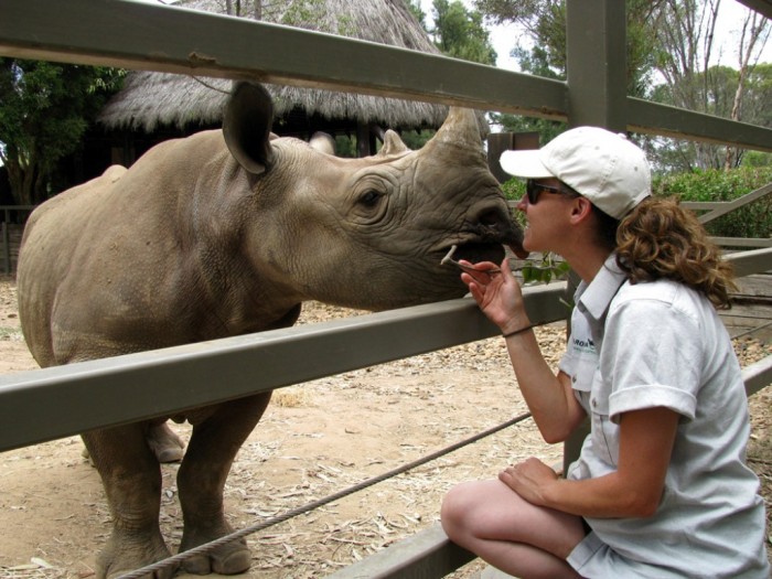 IMG_0739 The Western Black Rhinoceros Declared Extinct Because of Heavy Poaching
