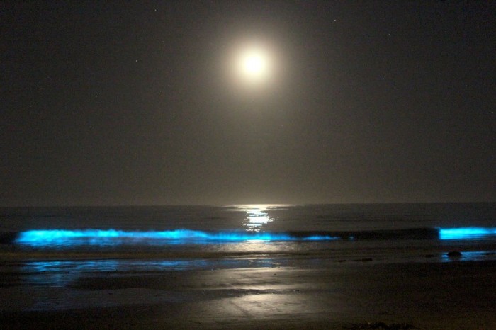 Magnificent and Breathtaking Blue Waves that Glow at Night 27 IMG_5006