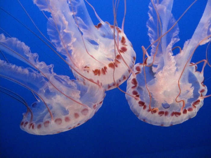 Be Careful! Deadly Jellyfish That Can Kill You While Swimming