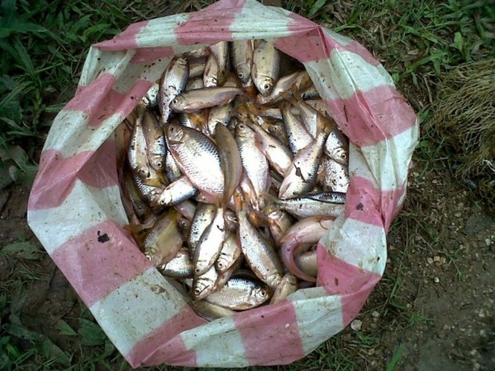 Believe It or Not! It Is Raining Fish in Honduras Instead of Water Drops 10 Lluvia-de-Peces