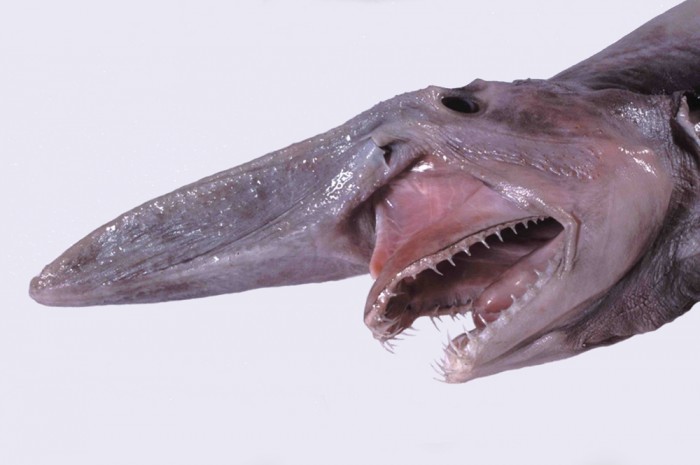 Mistukurina_owstoni_museum_victoria_-_head_detail Have You Ever Seen Such a Scary & Goblin Shark with Two Faces?
