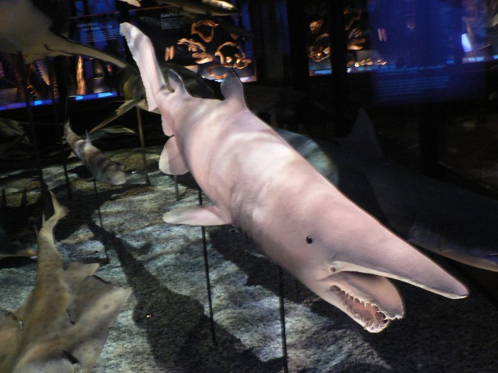 Have You Ever Seen Such a Scary & Goblin Shark with Two Faces? 5 Mitsukurina_owstoni,_Pengo