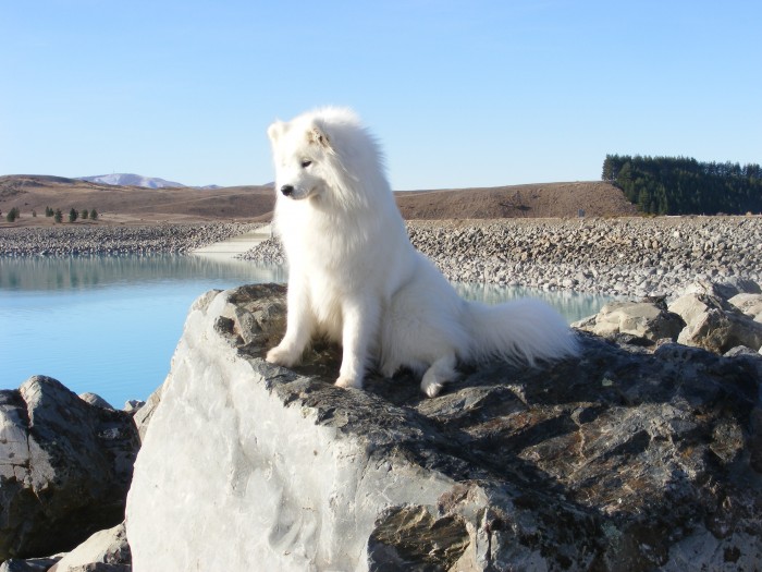 NZ_Samoyed Samoyed Is a Fluffy, Gorgeous and Perfect Companion Dog