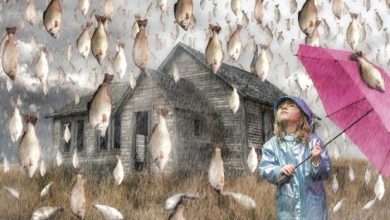 Believe It or Not! It Is Raining Fish in Honduras Instead of Water Drops 86 Rain of fish Believe It or Not! It Is Raining Fish in Honduras Instead of Water Drops - 6 Melbourne Cup