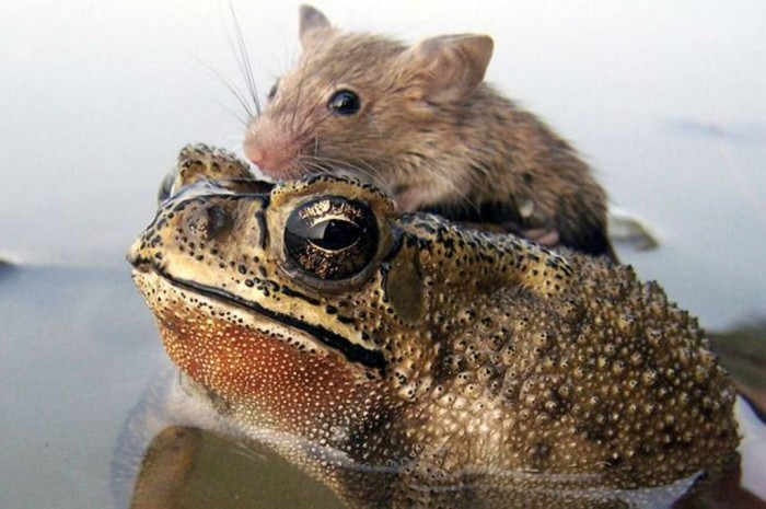 Rat-hitches-a-ride-with-a-Frog-2349782 A Frog Saves a Tiny Rat from Certain Death