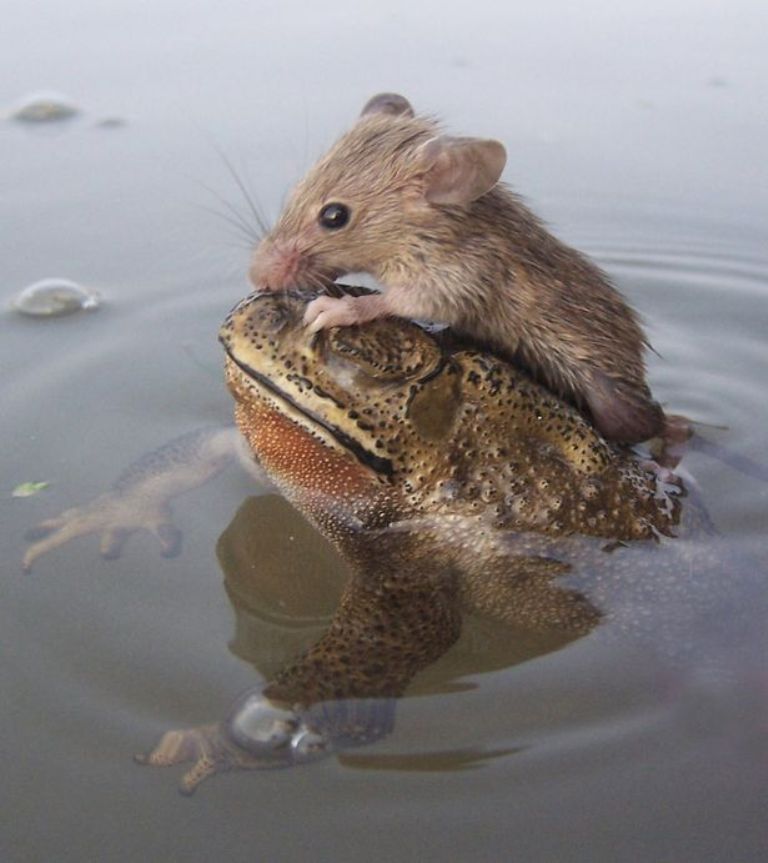 The tiny rat while climbing on the frog's back