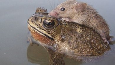 A Frog Saves a Tiny Rat from Certain Death 31 Rat hitches a ride with a Frog 2349794 A Frog Saves a Tiny Rat from Certain Death - 3 Melbourne Cup