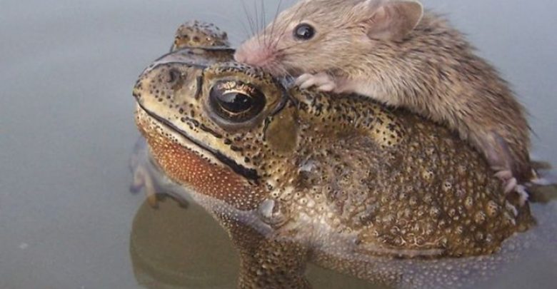 Rat hitches a ride with a Frog 2349794 A Frog Saves a Tiny Rat from Certain Death - drowning rat 1