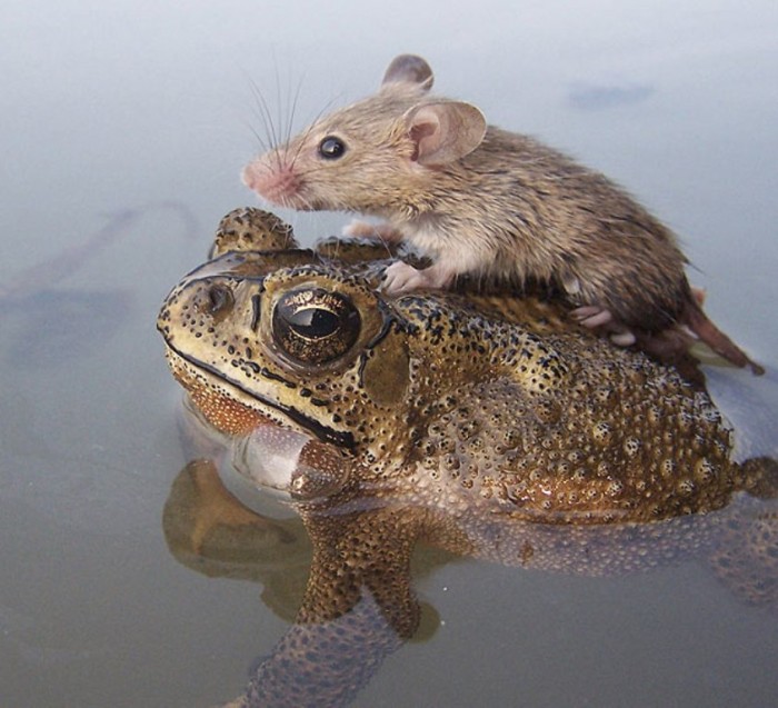 SNN0915A-620_1825448a A Frog Saves a Tiny Rat from Certain Death