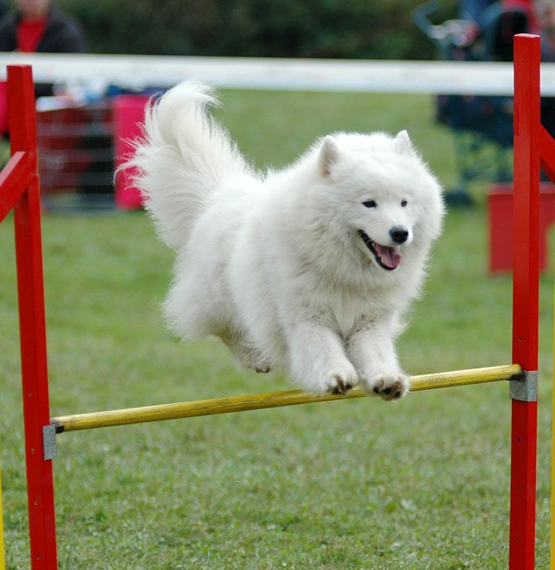 Samoyed-1