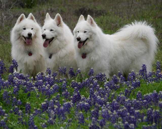 Samoyed-Dogs-640x512 Samoyed Is a Fluffy, Gorgeous and Perfect Companion Dog