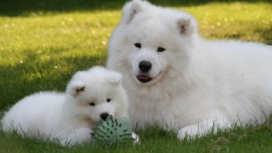 Samoyed Puppies 2 Samoyed Is a Fluffy, Gorgeous and Perfect Companion Dog - 8 2014 Winter Olympics