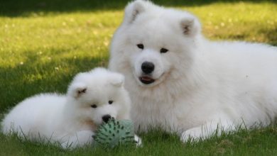 Samoyed Puppies 2 Samoyed Is a Fluffy, Gorgeous and Perfect Companion Dog - 8 Unique Colorful Creatures