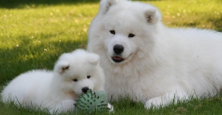 Samoyed Puppies 2 Samoyed Is a Fluffy, Gorgeous and Perfect Companion Dog - 1 Samoyed is