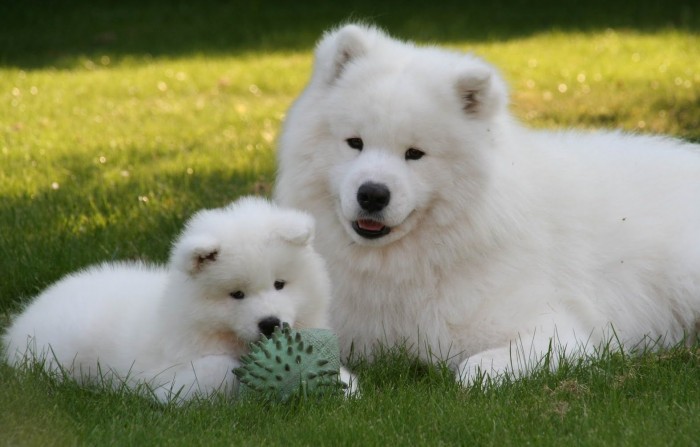 Samoyed-Puppies-2 Samoyed Is a Fluffy, Gorgeous and Perfect Companion Dog