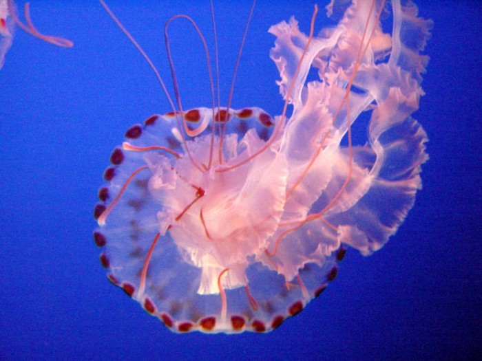 Be Careful! Deadly Jellyfish That Can Kill You While Swimming 8 Sea_Nettle_Jelly_1