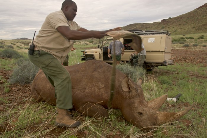 SimsonStraddles-Anaesthetised-Rhino-to-Cover-Eyes-Photo-credit-Dave-Hamman-Photography-1