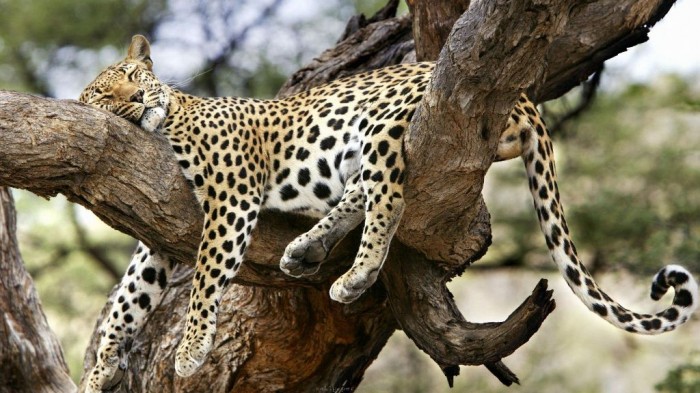 Easy to Follow Tricks & Secrets for Taking Better Digital Photographs 10 Sleeping-Cheetah-Tree-Funny-Animal