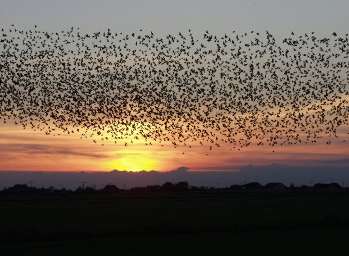 The Sun Turns Suddenly into Black, Do You Believe It? 12 Sort_sol_pdfnet