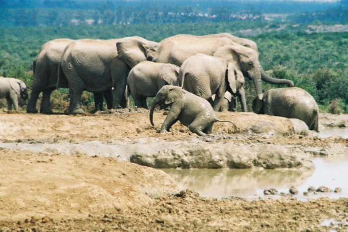South-Africa-Eastern-Cape-Addo-Park-baby-elephant-taking-mudbathing-emerging-from-mud-mudbath-many-elephants-of-various-ages-in-background-WL