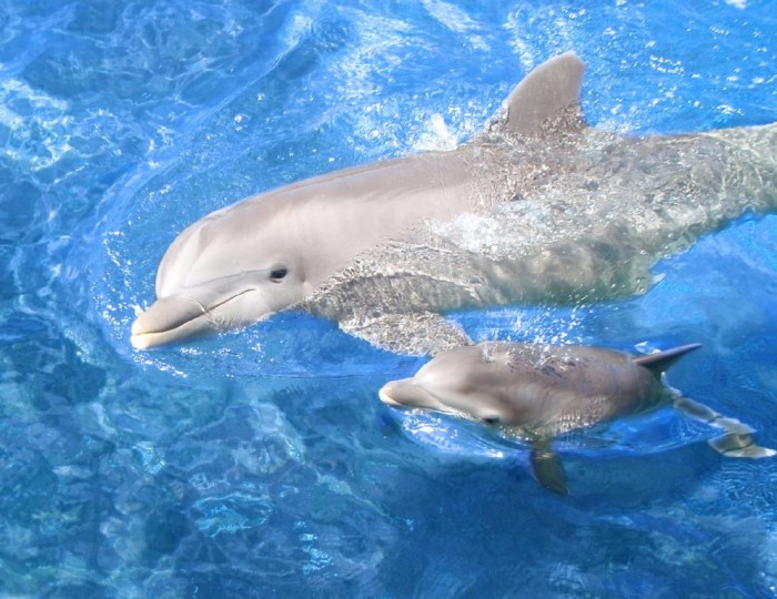 Adventure Travel Destinations to Enjoy an Unforgettable Holiday 8 WaiohakaupoBabyDolphin