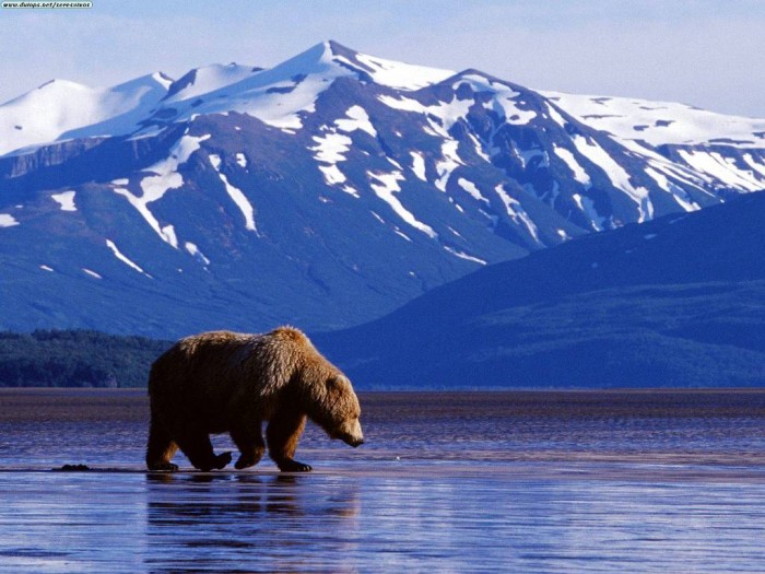 Alaska It allows you to enjoy the wildlife and it is known for the Kenai Peninsula and Denali National Park. You can enjoy doing different activities such as hiking, kayaking, fishing and mountain biking. Alaska also allows you to enjoy watching bears, whales and glaciers. The most suitable time for you to enjoy visiting Alaska is from May to September. 