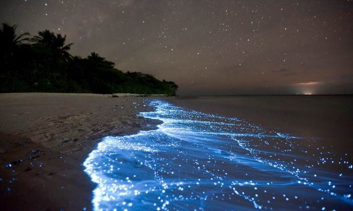Magnificent and Breathtaking Blue Waves that Glow at Night 3 article-2124432-12726351000005DC-263_1024x615_large