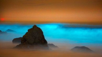 article 2312844 196CE478000005DC 889 964x541 Magnificent and Breathtaking Blue Waves that Glow at Night - 8 adventure travel destinations