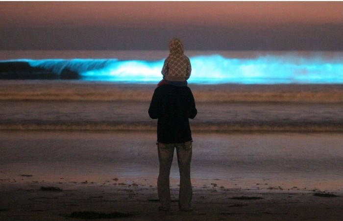 Magnificent and Breathtaking Blue Waves that Glow at Night 8 article_0_0E24007E00000578_171
