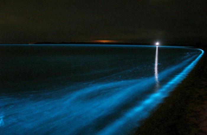 bioluminescence_ Magnificent and Breathtaking Blue Waves that Glow at Night