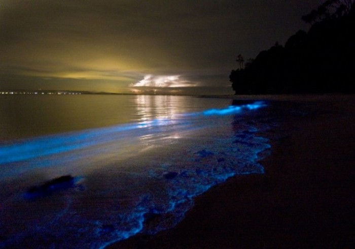 bioluminescent_plankton_by_dreammywonderland-d4s6kei-600x420 Magnificent and Breathtaking Blue Waves that Glow at Night