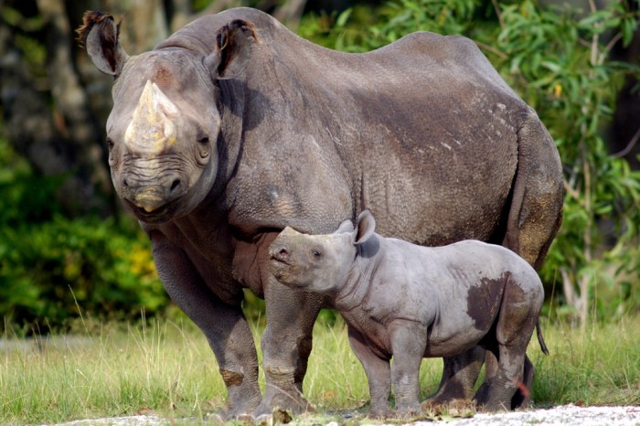black rhino & calf