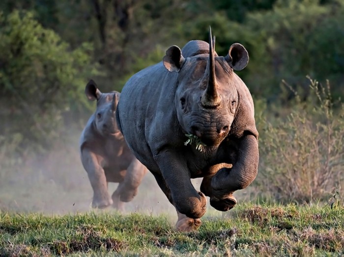 black_rhino-1 The Western Black Rhinoceros Declared Extinct Because of Heavy Poaching