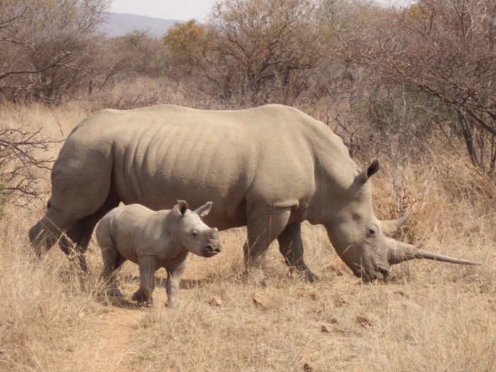 cimg1273 The Western Black Rhinoceros Declared Extinct Because of Heavy Poaching