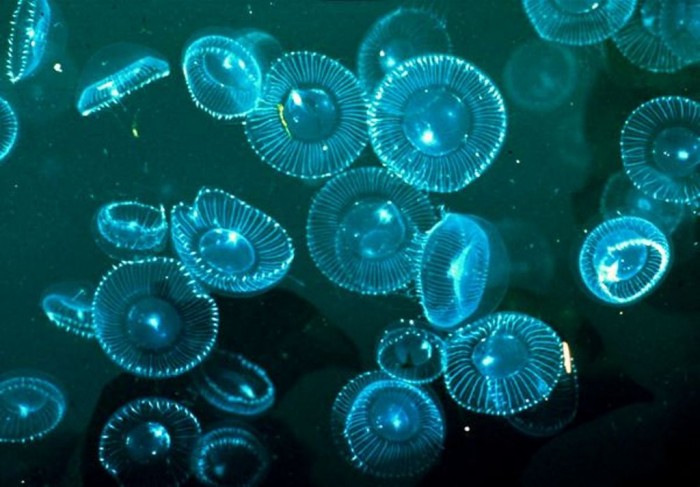 crystal-jelly-gfp-glowing-animals_11833_600x450 Magnificent and Breathtaking Blue Waves that Glow at Night