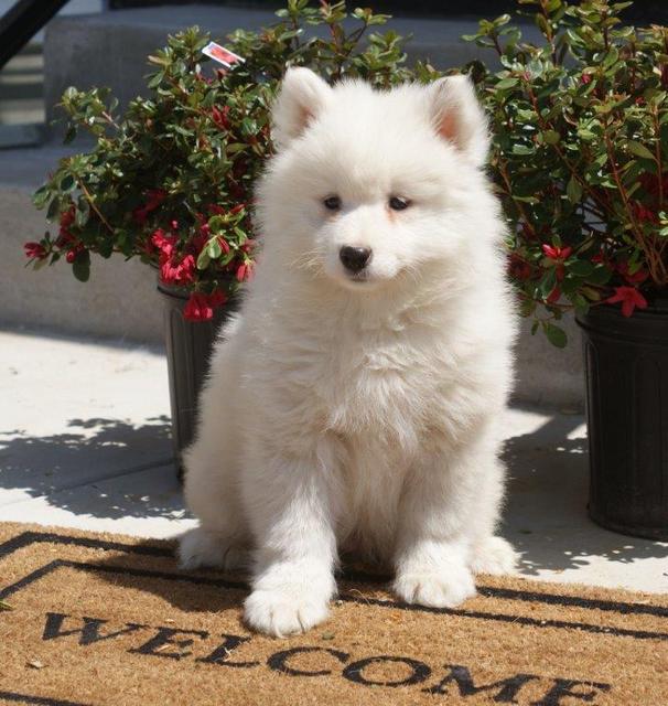 darren_ls_retake Samoyed Is a Fluffy, Gorgeous and Perfect Companion Dog