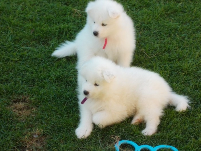 full-pedigree-samoyed-puppies-for-sale-520e8a3e15277