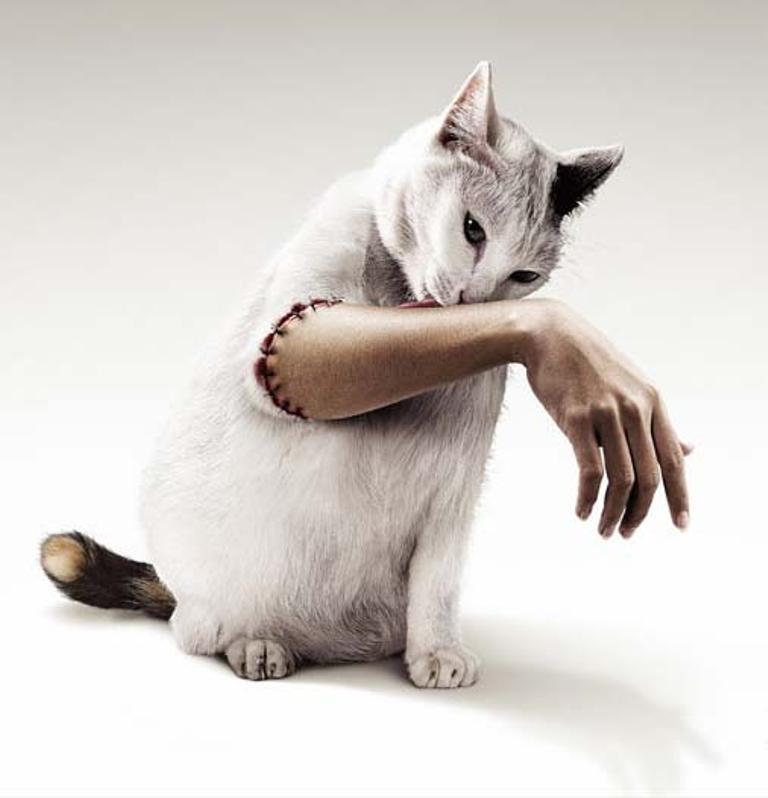 Easy to Follow Tricks & Secrets for Taking Better Digital Photographs 21 funny-animals-25